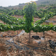 樱桃树苗基地现货供应樱桃树苗基地图片