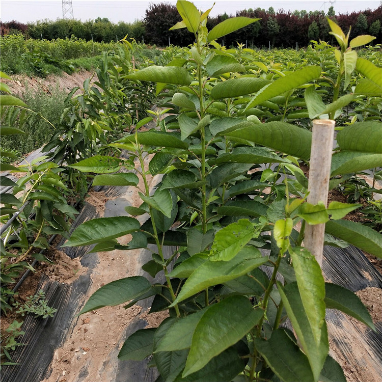 一根棍大樱桃树一亩种植数量 一根棍大樱桃树种植基地