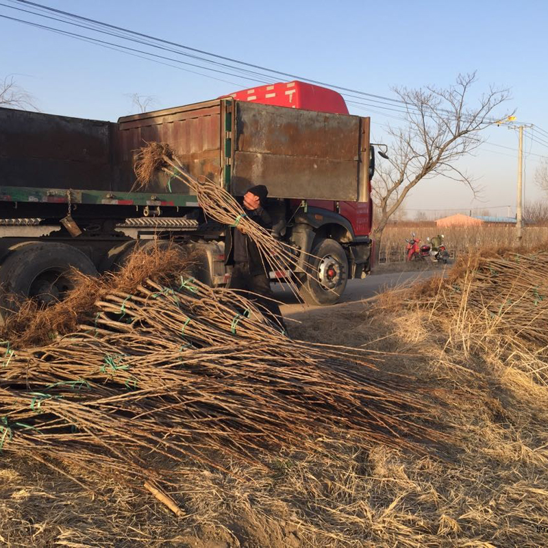 KGB树形大樱桃一亩种植数量 KGB树形大樱桃报价