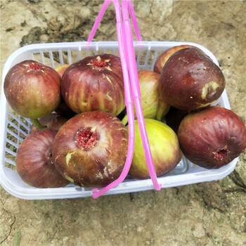 山西运城黄心无花果苗基地