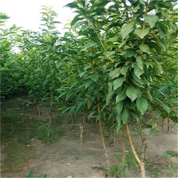 味帝李子苗大量供應(yīng)新中苗木實(shí)力強(qiáng)大