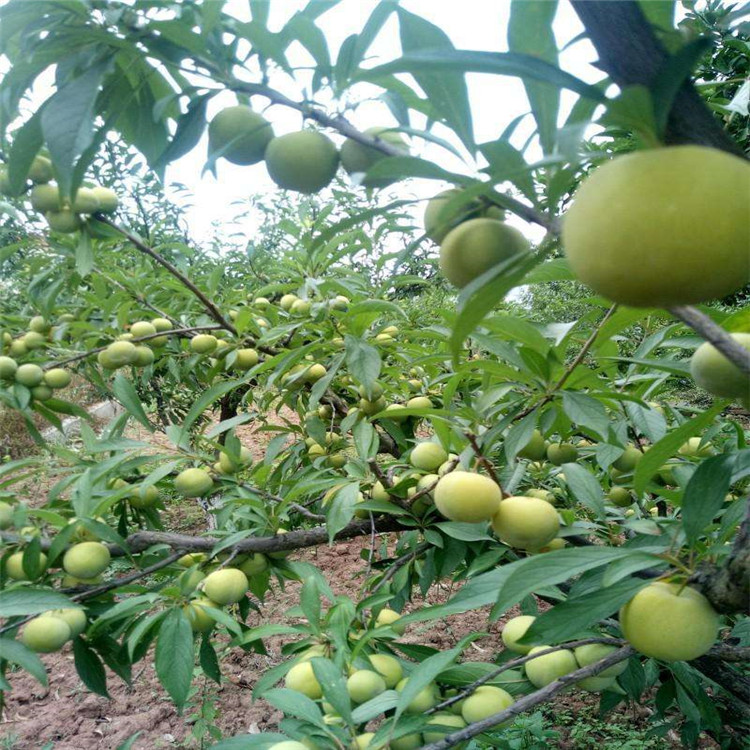 味帝李子苗批发/订购 味帝李子树苗种植前景