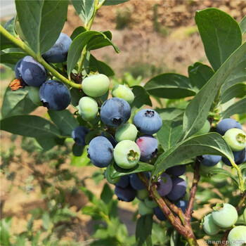 兔眼藍莓苗新中苗木售后服務(wù)質(zhì)量好藍莓苗種植批發(fā)