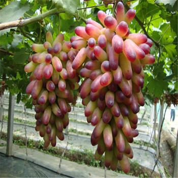 紅太陽(yáng)葡萄無(wú)中間商新中苗木批發(fā)
