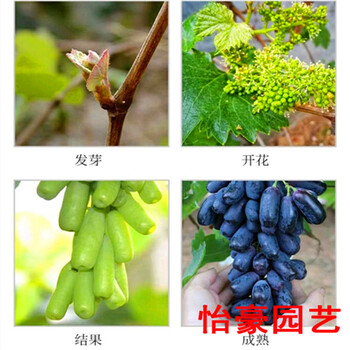巨玫瑰葡萄新中苗木廠家口碑好葡萄苗現(xiàn)貨批發(fā)