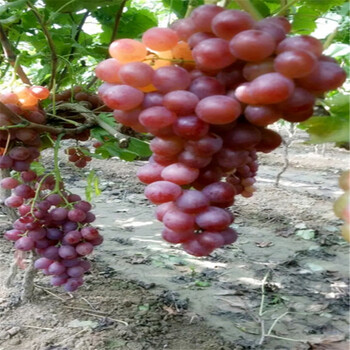 紅美莎葡萄新中苗木批發(fā)葡萄苗2020全新價(jià)格