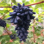 马奶葡萄供应信息新中苗木规模种植