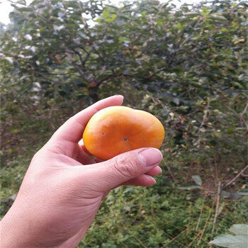 孝感次郎甜柿子树苗为您服务柿子树苗新品种推广