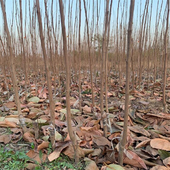 張家界鏡面柿子樹苗生產(chǎn)廠家柿子樹苗2020種植大戶