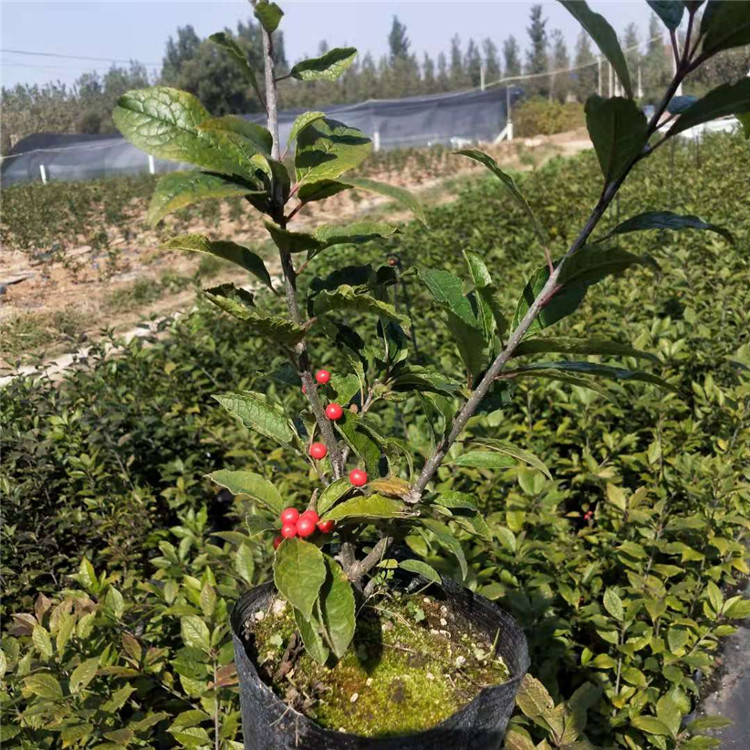 奧斯特北美冬青品種介紹