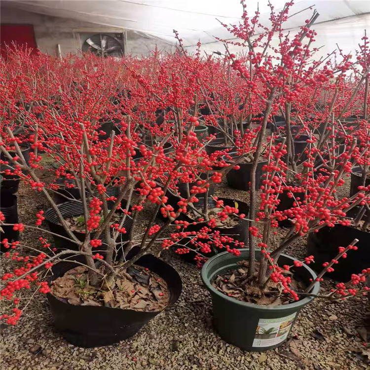 北美冬青苗栽培管理要點(diǎn)