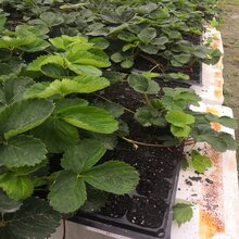 推荐:雪里香草莓苗定苗热线图片
