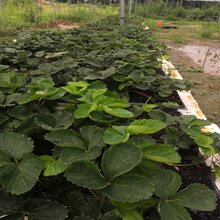 期货配资
:章姬草莓苗出售图片