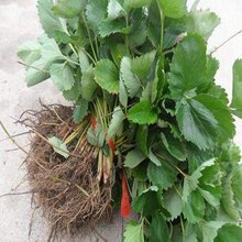 期货配资
:妙香七号草莓苗批发价格图片