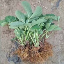 大量供应雪里香草莓苗种植技术要求图片