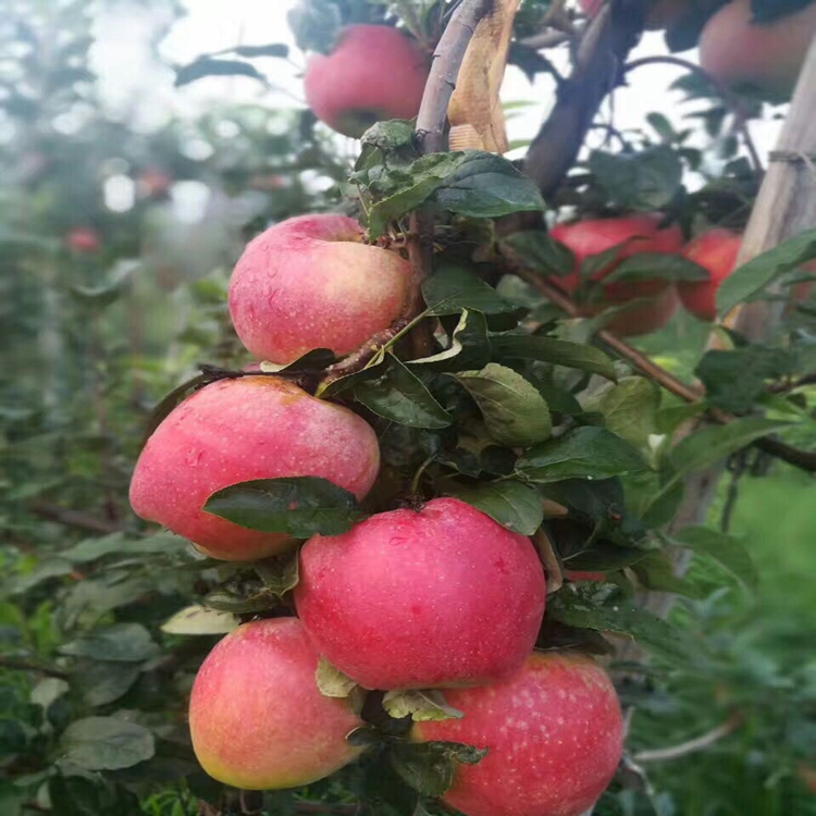 鲁丽苹果苗基地电话,鲁丽苹果苗种植要领