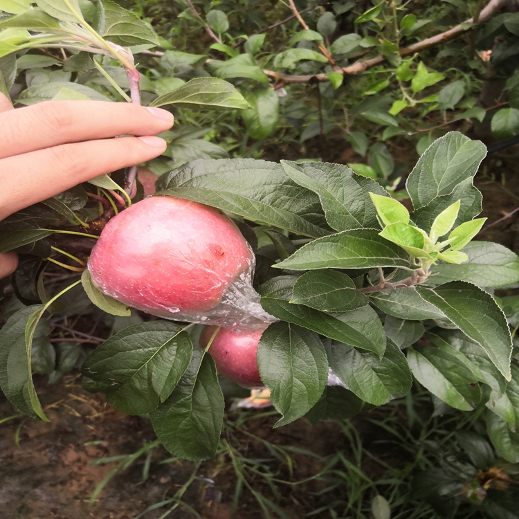 鲁丽苹果苗基地电话,鲁丽苹果苗种植要领