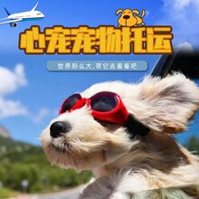 广州太原西安北京至全国猫狗兔宠物托运图片