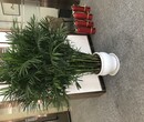 北京门头沟绿植出租