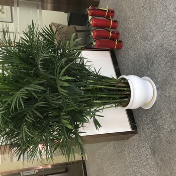 海淀绿植租赁费用