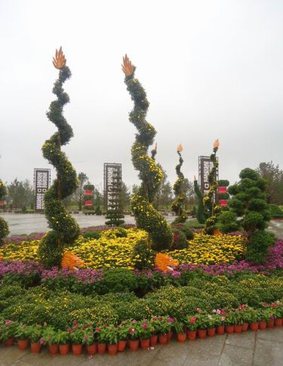 新疆菊花造型种苗价格