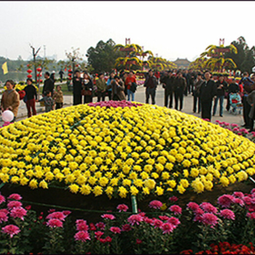 惠州艺菊种植技术