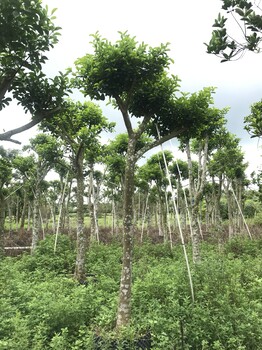 东莞和顺树市政袋苗