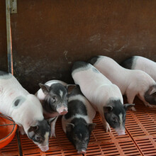 武汉巴马香猪养殖基地