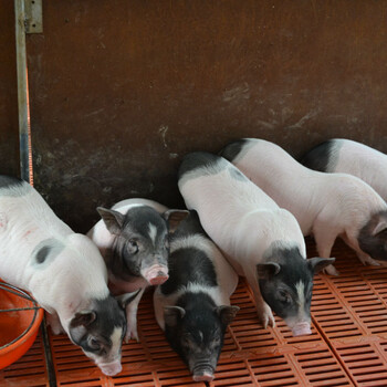 武汉巴马香猪养殖基地