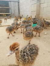 沈阳非洲鸵鸟苗养殖基地