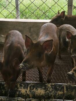 哈尔滨野猪养殖基地