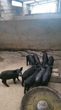 温州藏香猪供货商