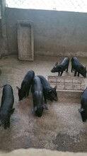 鞍山藏香猪供货商