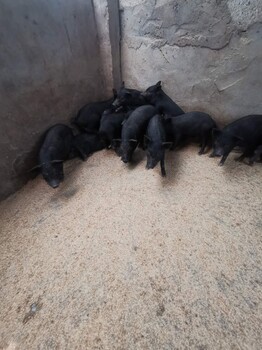 哈尔滨藏香猪养殖基地