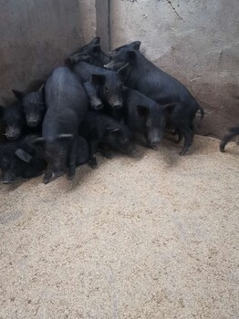 菏泽藏香猪养殖基地