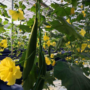 灣區(qū)綠菜水培蔬菜乾隆皇贊不絕口的絲瓜