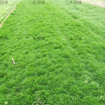 江西長(zhǎng)期復(fù)綠易生長(zhǎng)速度快的草種草籽