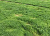 大量批发南昌地区优质草坪草籽