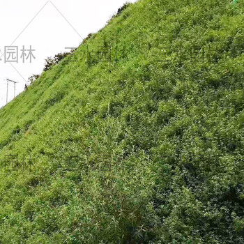 江西上饒礦山復(fù)綠掛網(wǎng)噴播草籽
