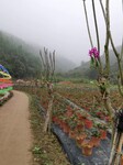 广州园林花卉种苗培育基地