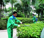 广州佛山绿化养护服务小区企业别墅私人定制绿化养护