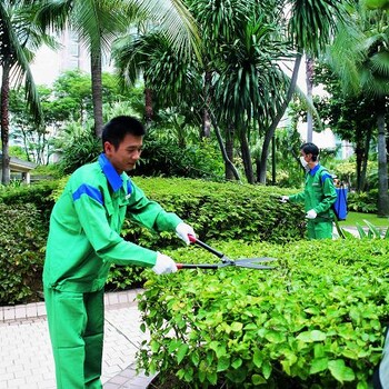 广州佛山绿化养护服务小区企业别墅私人定制绿化养护
