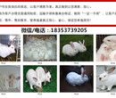四川達州宣漢本地養兔場兔子養殖前景圖片