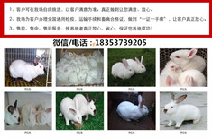 三明养兔场地址肉兔的养殖技术及方法图片0