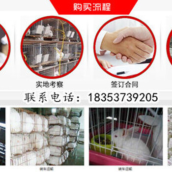 陕西汉中汉台种兔养殖场肉兔价格