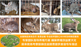 山西忻州保德本地养兔场包教技术包回收图片0