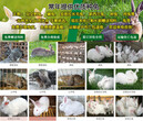 山西忻州岢岚种兔养殖场正确饲养兔子的方法图片