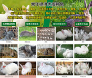 山西忻州保德本地养兔场包教技术包回收图片1
