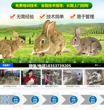 福建福州马尾种兔养殖场手把手教你养兔图片