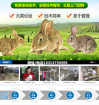 山西忻州保德本地养兔场包教技术包回收图片2